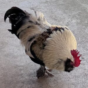 Rooster - "Chief"